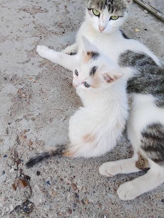 Отдам котят в добрые руки.