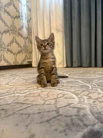 Ищем семью для котенка