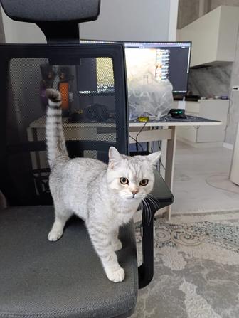 Котенок даром! 7 месяцев.