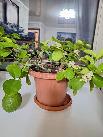 Продам лимонное дерево