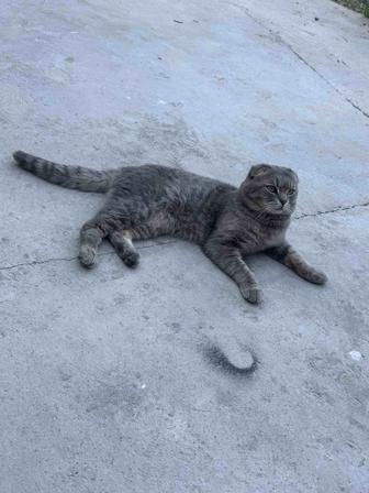 Отдам даром кота