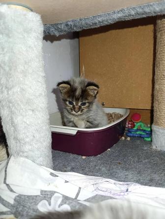 Мейн-кун девочки