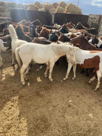 Продам тайлар оптом и в розницу