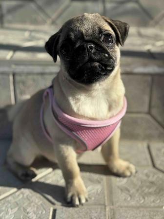 Продается мопс-девочка