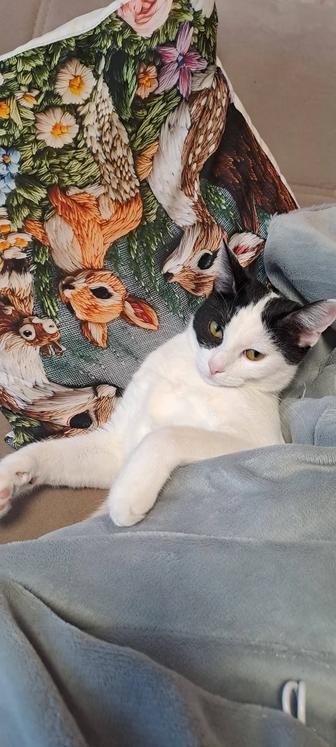 Отдам кошечку 9 месяцев.