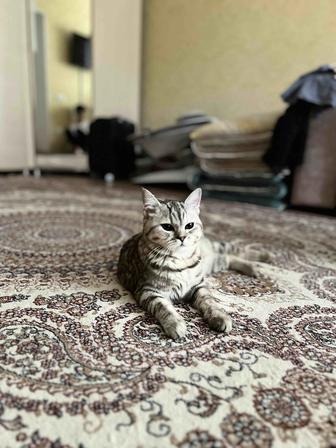Кошка