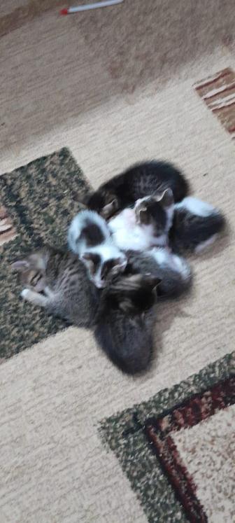 Отдам котят в хорошие руки