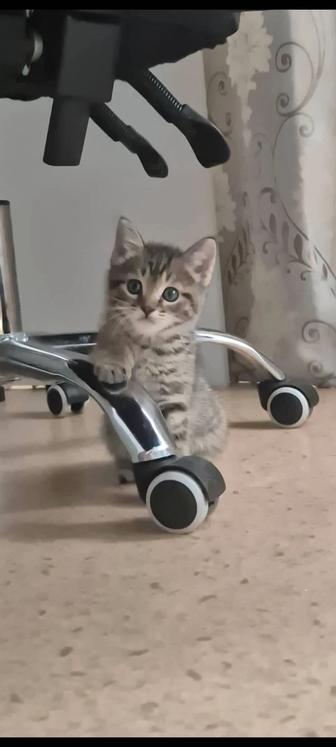 Отдам котенка Остался 1 мальчик 2 мес