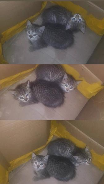 Отдам бесплатно котят