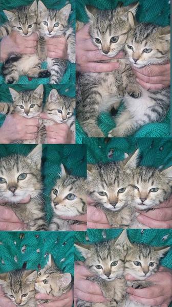 Отдам бесплатно котят