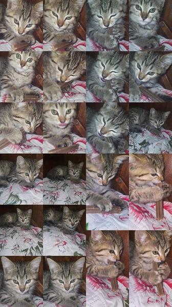 Отдам бесплатно котят