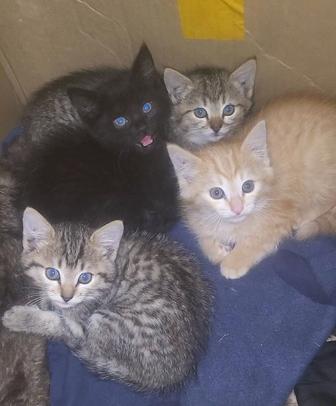 Отдам бесплатно котят