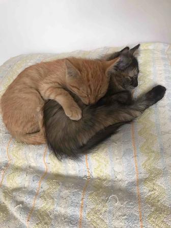 Отдам котят в добрые руки