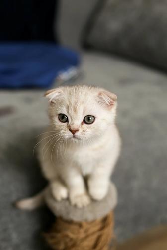 Продаётся очаровательный котёнок Scottish Fold (Скоттиш фолд)