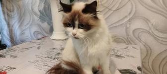 Отдам юную кошечку в добрые руки