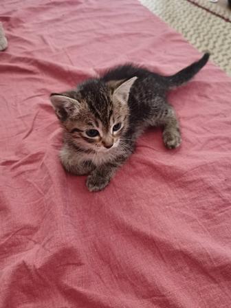 Отдам котенка в хорошие руки