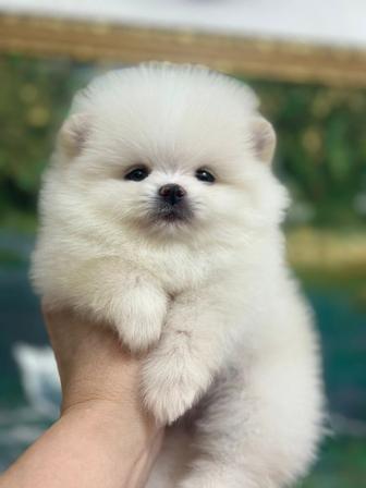 Щенки шпица