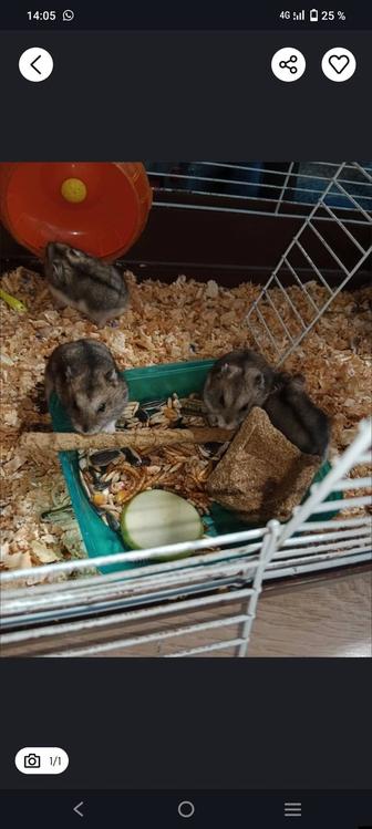 Продаю хомячка джунгарика