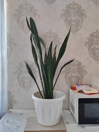 Продам сансевиерию