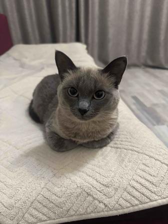 потерялась кошечка
