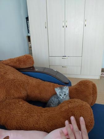 Девочка шотландская 2 мес