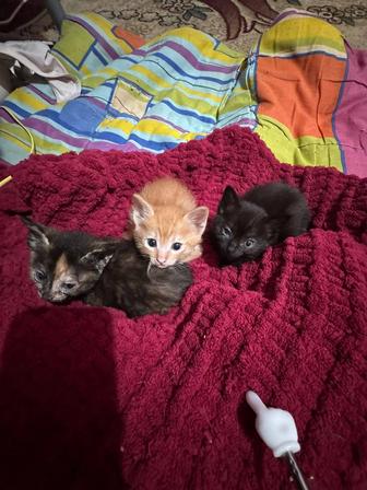 Отдам котят, маленьких