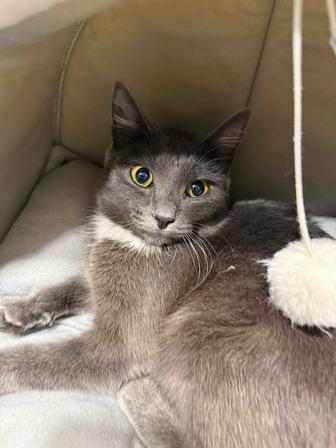 Отдам в добрые, надежные руки кошечку