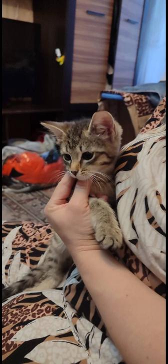Отдам котят в хорошие руки