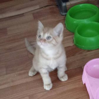 Отдам котенка котик