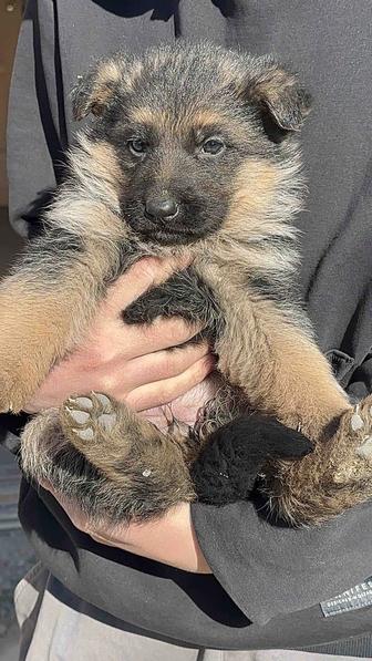 Күшіктер немецкий овчарка