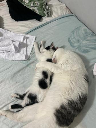 Кошки с паспортом