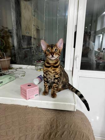 Котенок бенгальский мальчик