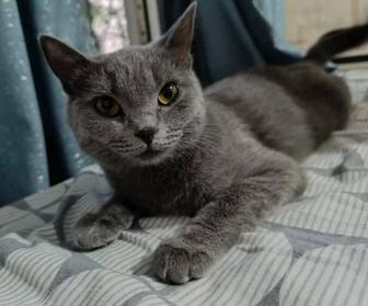 Отдам в хорошие руки кошку