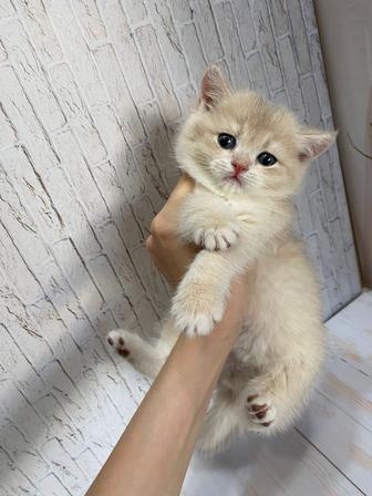 Британские шиншиллы