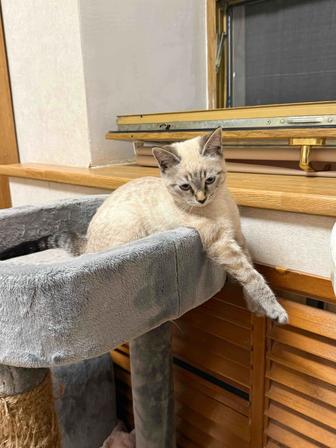 Передержка котов