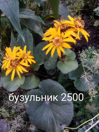 Продам цветы многолетний