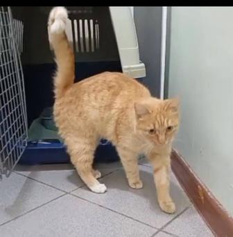 Кошечка Срочно ищет дом!