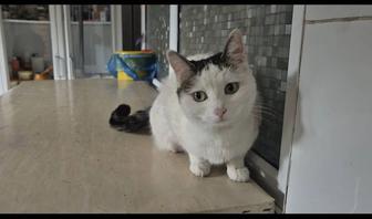 Снежинка Срочно ищет дом!