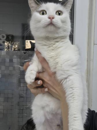 Снежинка Срочно ищет дом!