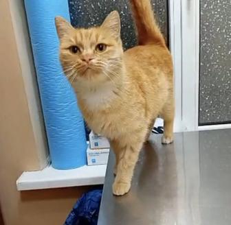 Кошечка Срочно ищет дом!