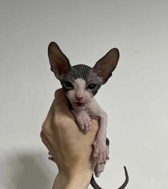 Котята Сфинкс!