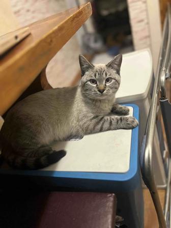 Сиамский котенок королевский кровей,подросток.