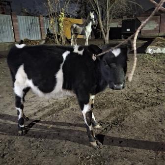 Продам бычка породы голшейн