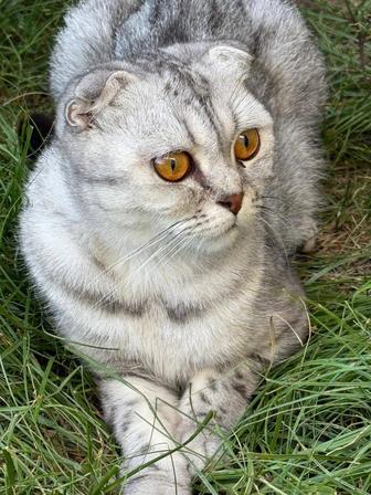 продам кошку шотланд и британские
