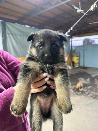 Продам шикарных щенков немецкой овчарки.
