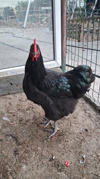 Куры чёрные.