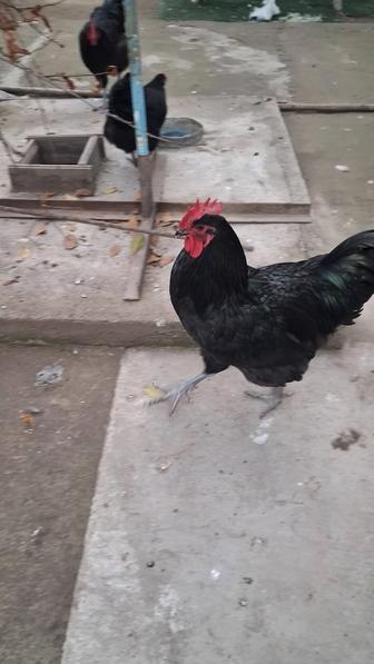 Петухи черные.Австралорп