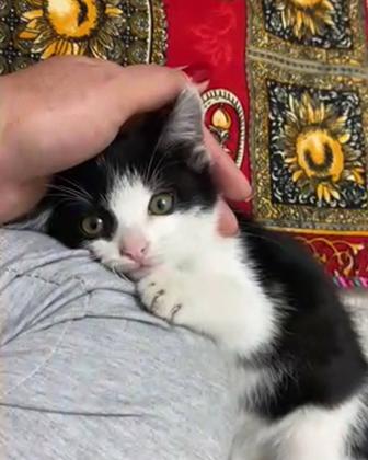 Котенок мальчик