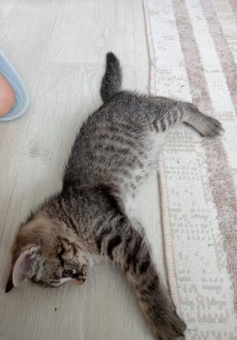 Отдам котенка мальчик