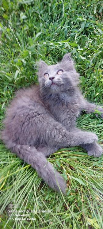 Продам британских котят